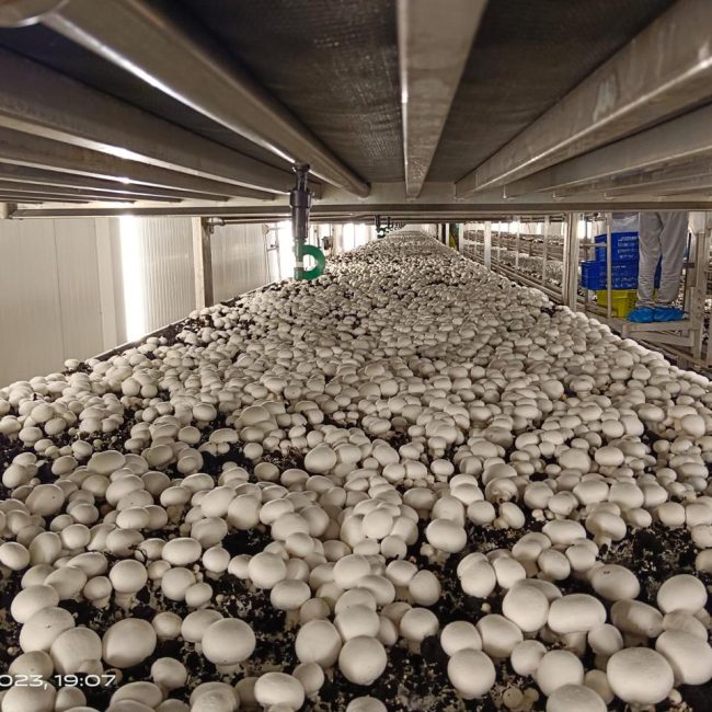 Hiwa Mushroom Farm