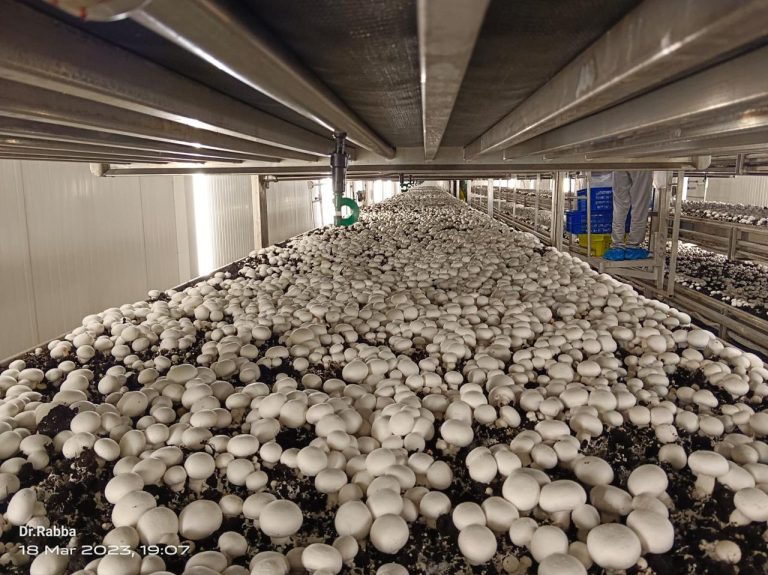 Hiwa Mushroom Farm