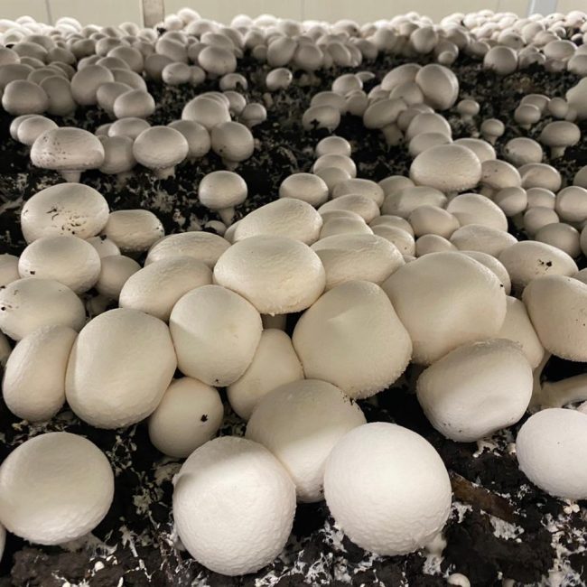 Hiwa Mushroom Farm