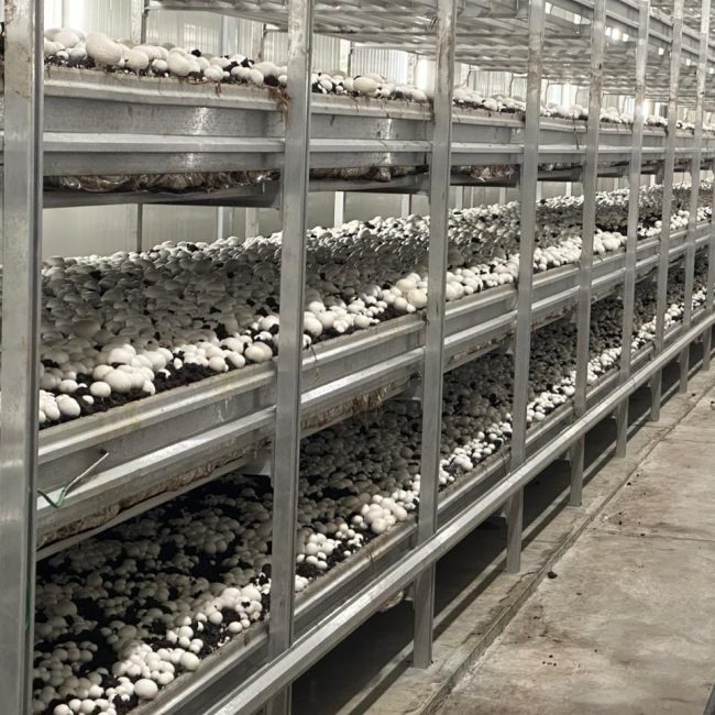 Hiwa Mushroom Farm