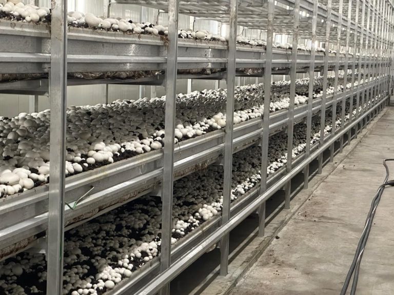 Hiwa Mushroom Farm