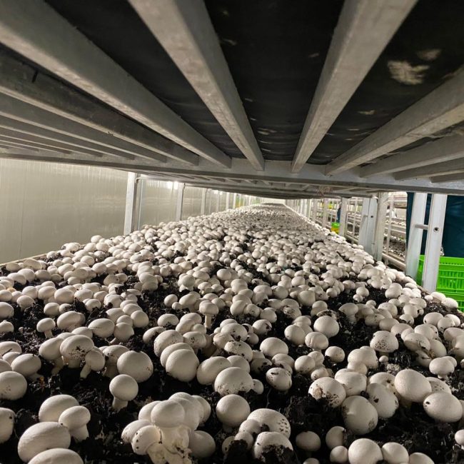 Hiwa Mushroom Farm