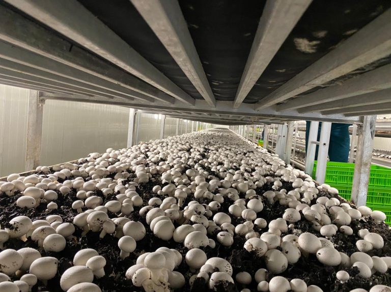 Hiwa Mushroom Farm